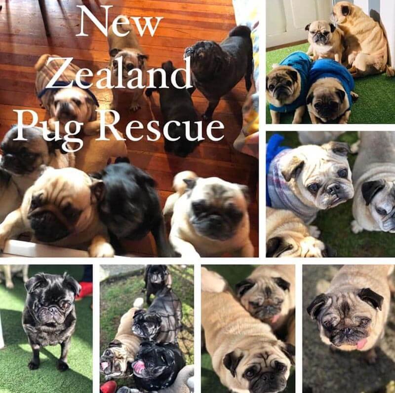 About NZ Pug Rescue - NZ Pug Rescue