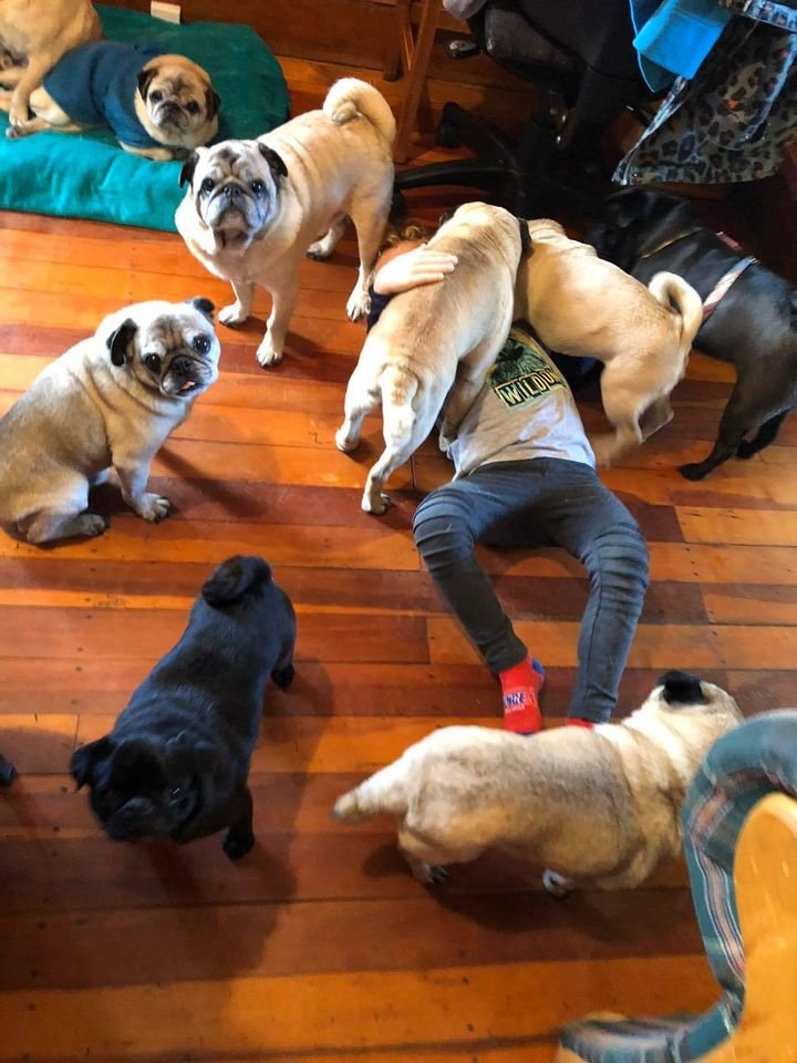 Help Pug How to Help - NZ Pug Rescue